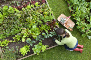 Raised Bed Vegetable gardenig