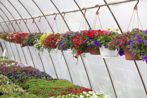 Hanging Baskets for Mothers Day