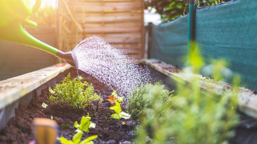 Watering vegetables and herbs in raised bed