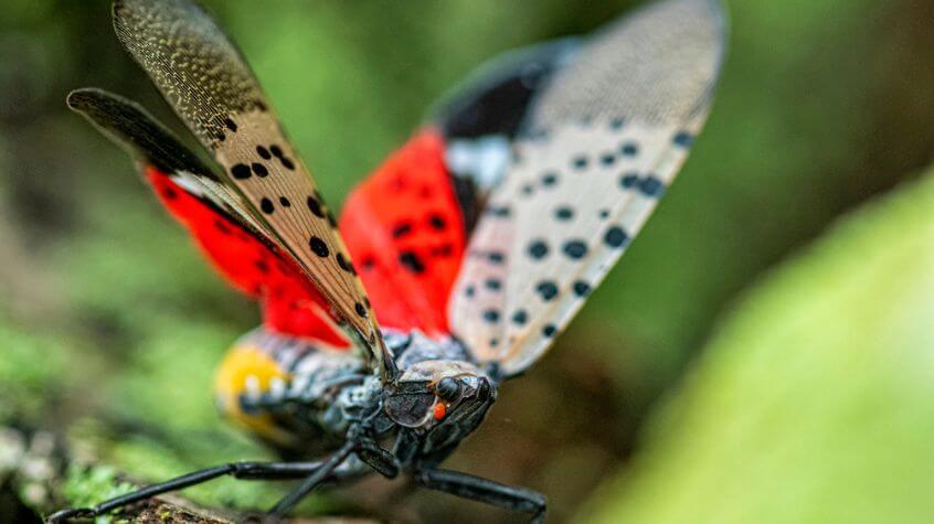 Close-up of a Spotted Lanternfly (Lycorma delicatula)