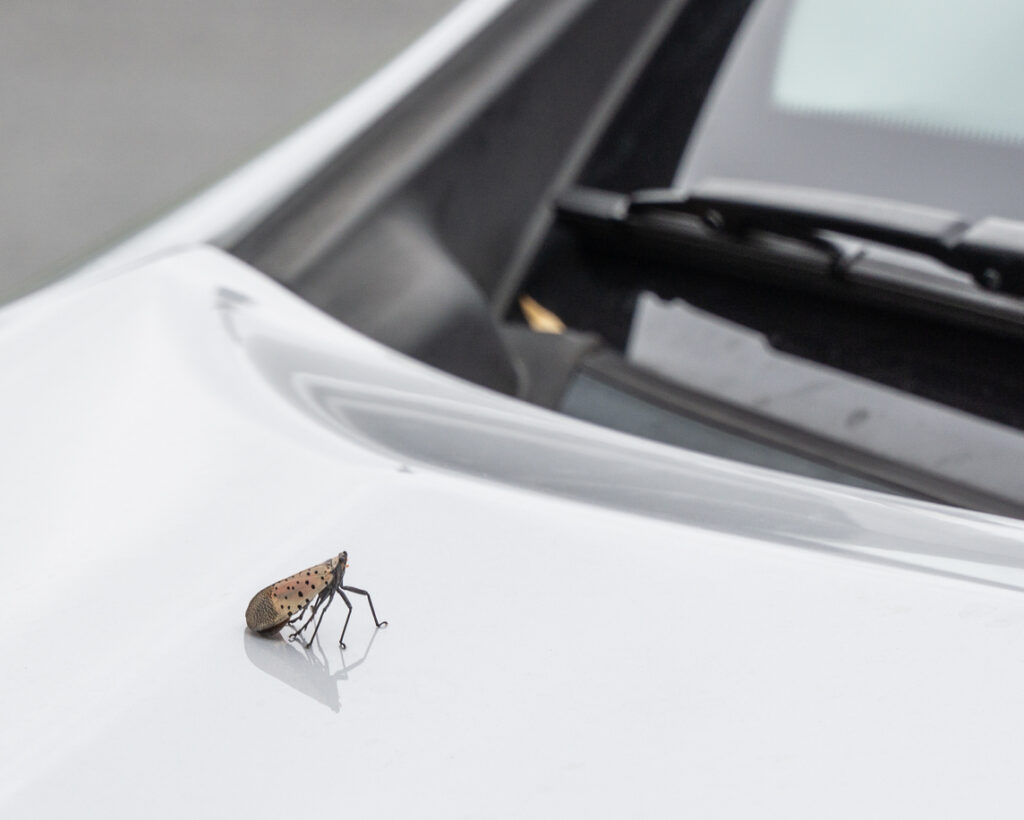 A spotted lanternfly hitches a ride on the hood of a car in Berks County, PA