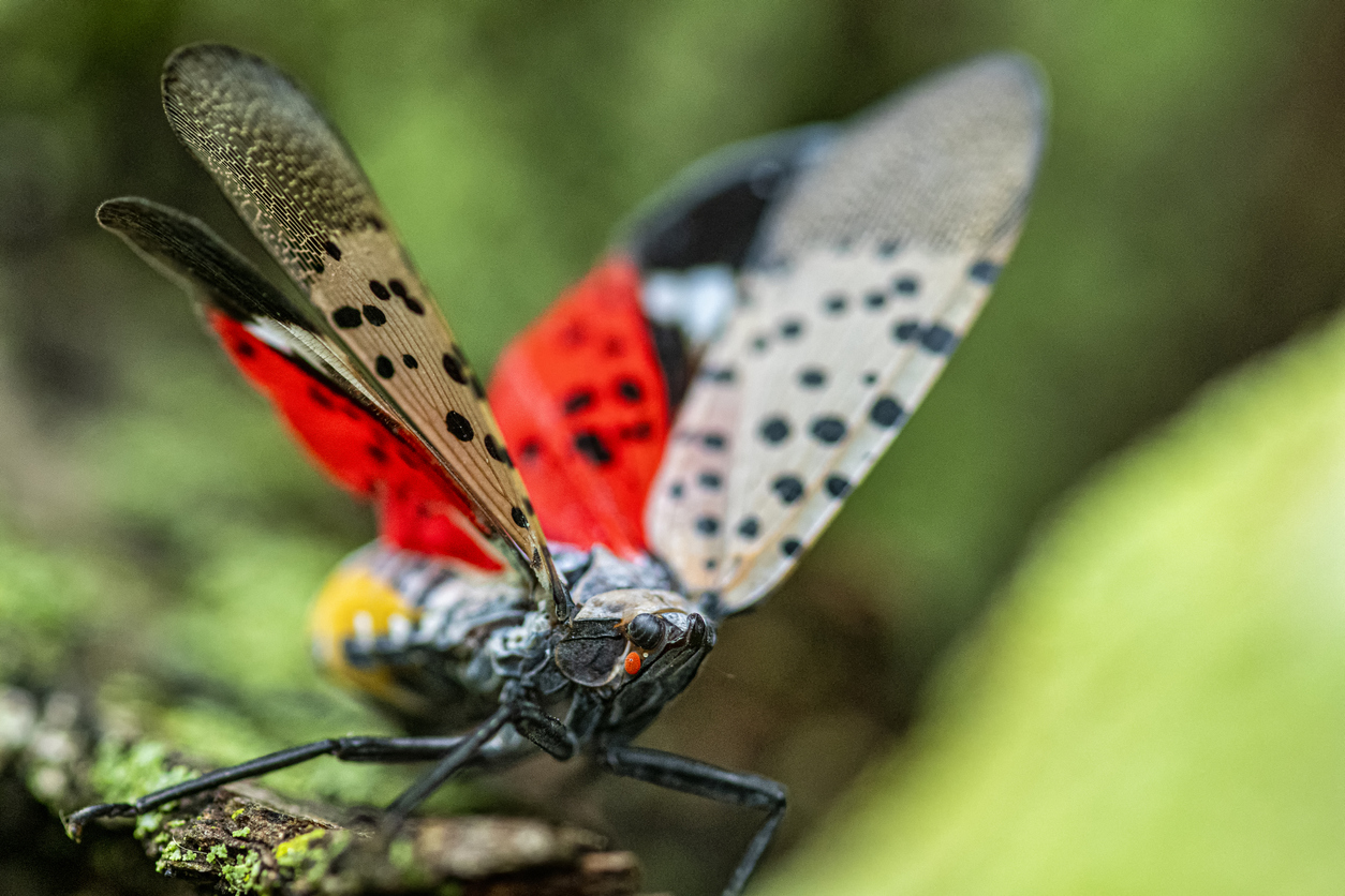 Close-up of a Spotted Lanternfly (Lycorma delicatula)