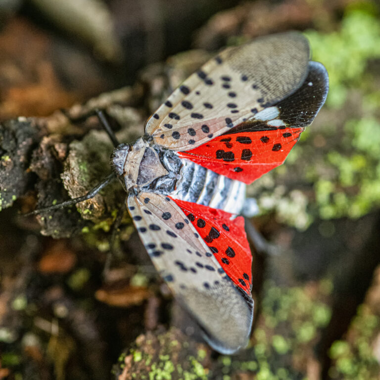 Close-up of a Spotted Lanternfly (Lycorma delicatula) crawling on a maple tree trunk