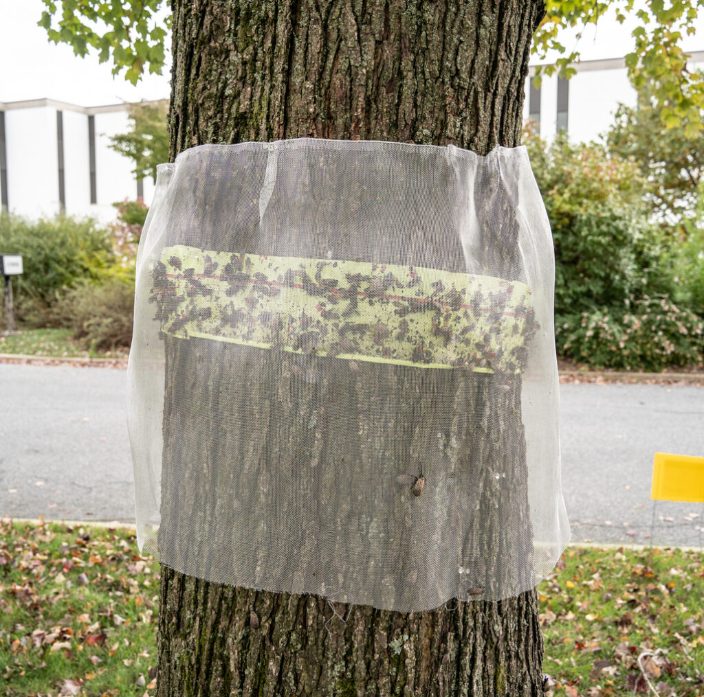 Fly tape and netting trap on a tree to catch spotted lanternflies