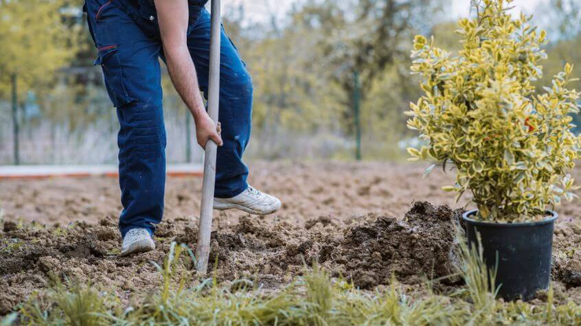 man planting a perennial shrub in autumn