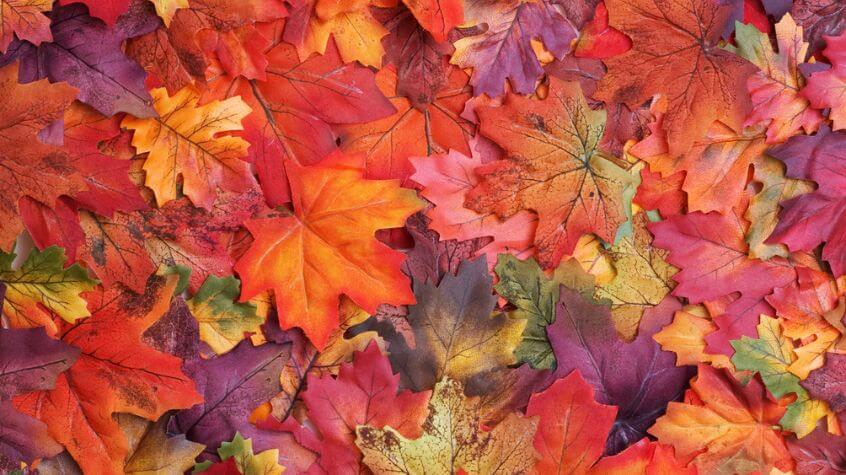 multicolor fallen leaves: yellow, green, red, orange