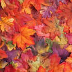 multicolor fallen leaves: yellow, green, red, orange