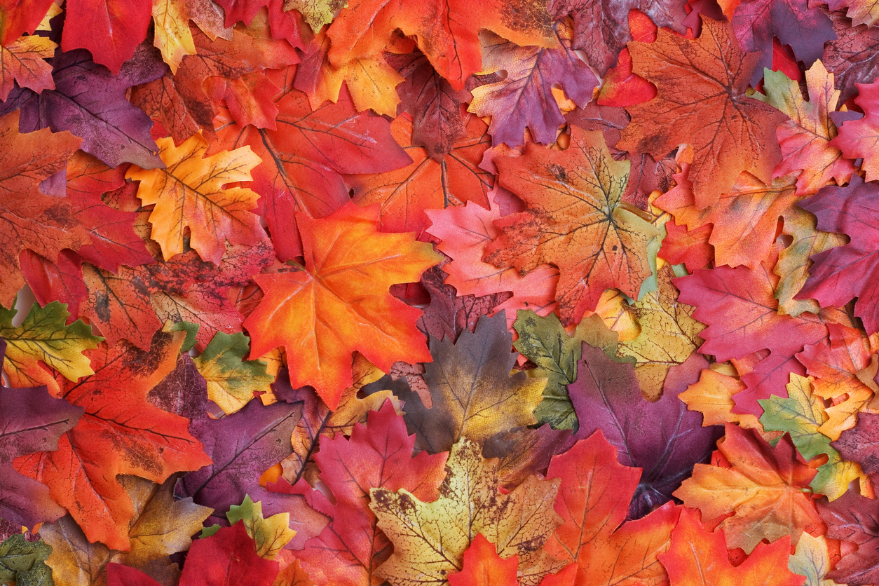multicolor fallen leaves: yellow, green, red, orange