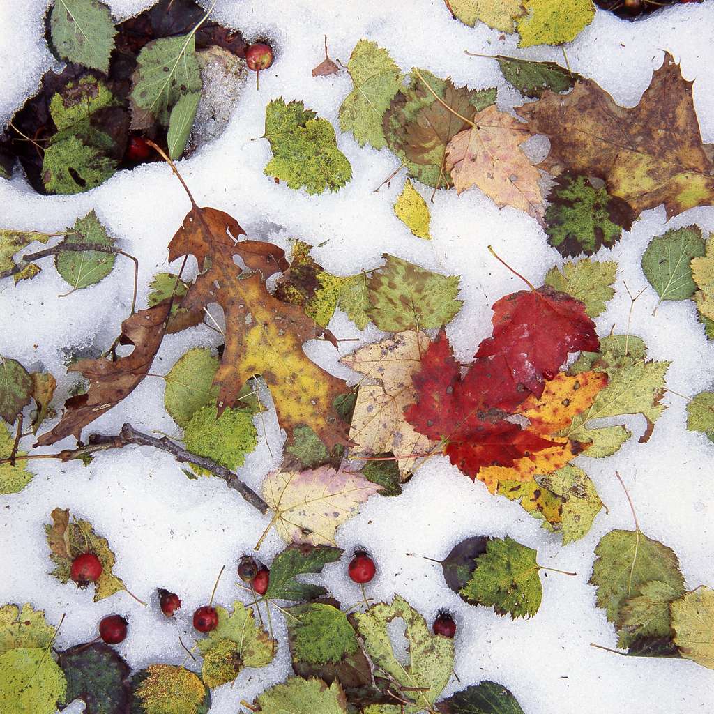 multicolor leaf litter on top of and under fallen snow