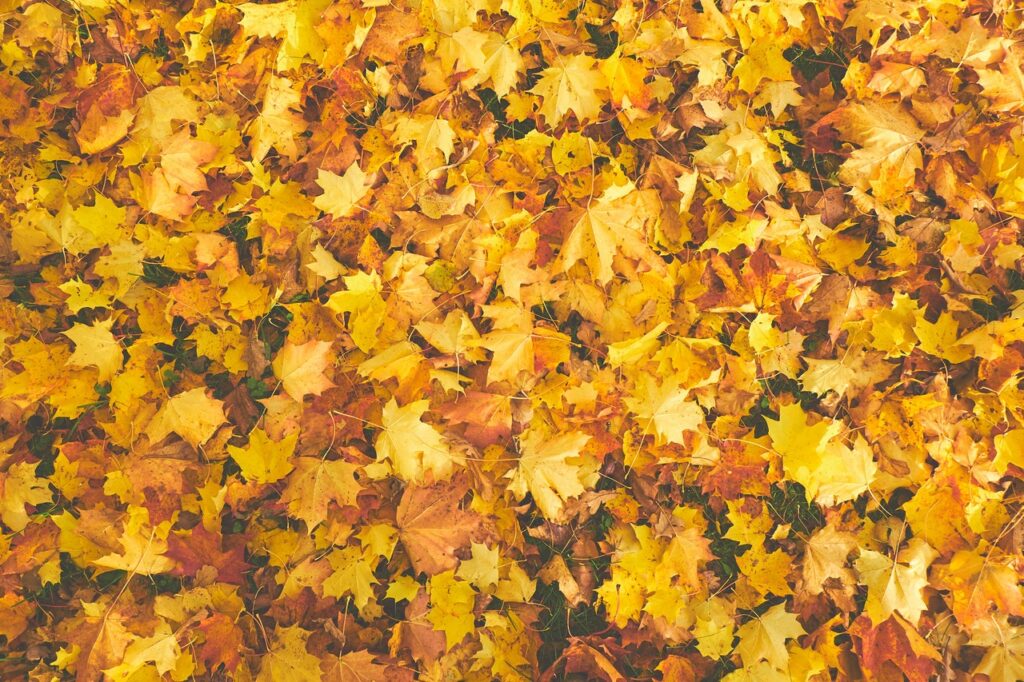 yellow and orange fallen leaves (photo by Kadri Vosumae)