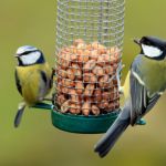 Bird Seeds & Bird Feeders