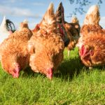 Chicken Supplies at Mendham Garden Center