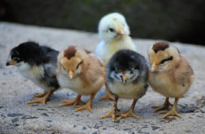 feed for baby chicks