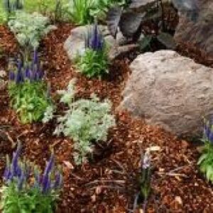 croppedimage350350-Mulch-garden