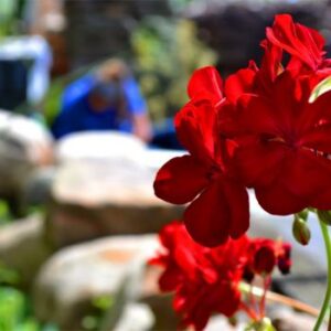 croppedimage350350-Red-Flowers