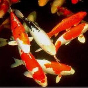 croppedimage350350-koi