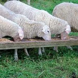 croppedimage350350-sheep