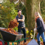 Couple Raking Autumn Leaves And Putting Into Wheelbarrow In Garden