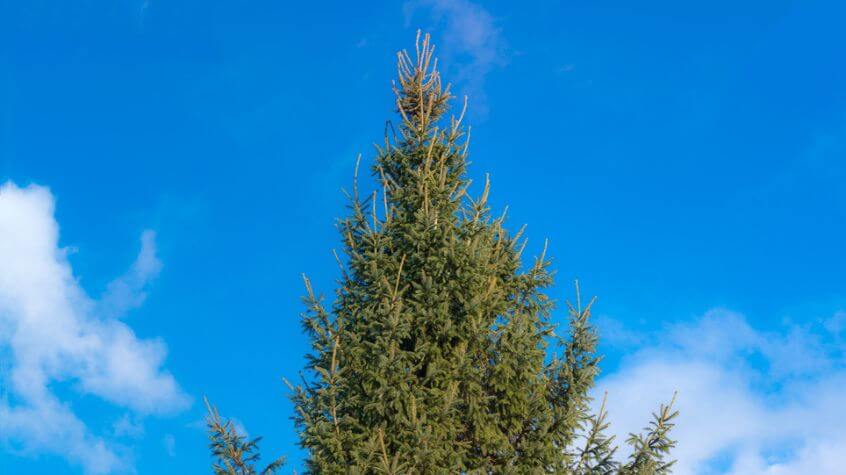 Nordmann Fir Tree in NJ