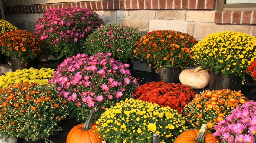 Colorful mums used as fall garden décor.