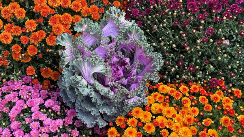 Ornamental kale featured in a fall garden planter.