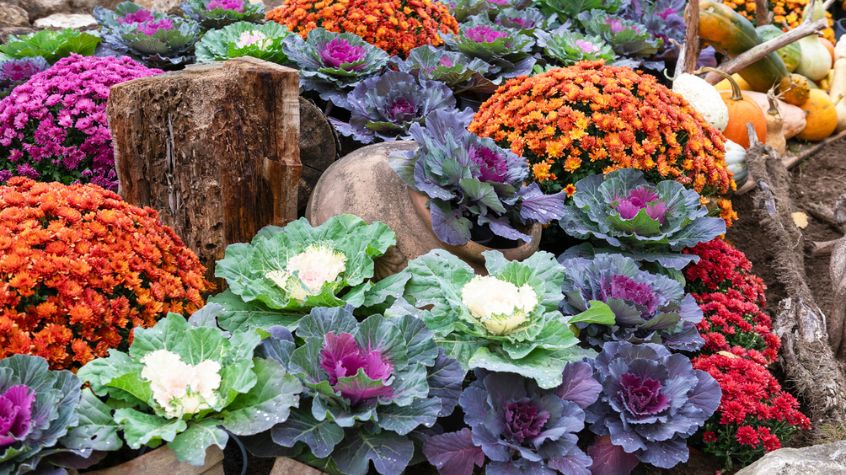 Ornamental cabbage planted in a seasonal fall container.