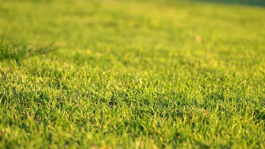 grass after exposure to lawn treatment supplies