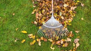 rake over leaf litter