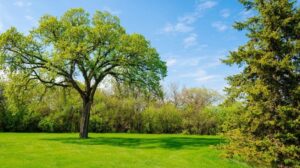 fresh cut lawn with healthy tree