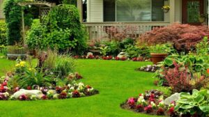 lush yard with healthy plants