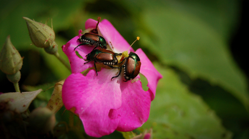 Japanese Beetles Control in New Jersey