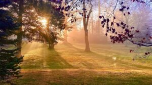 Stunning landscaping in New Jersey at sunset after Fertilize weed and seed