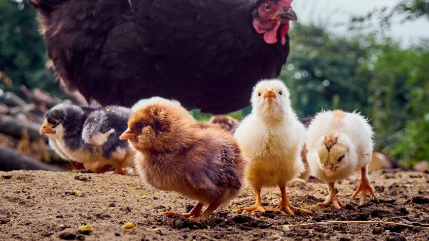 three backyard chickens and their mother hen