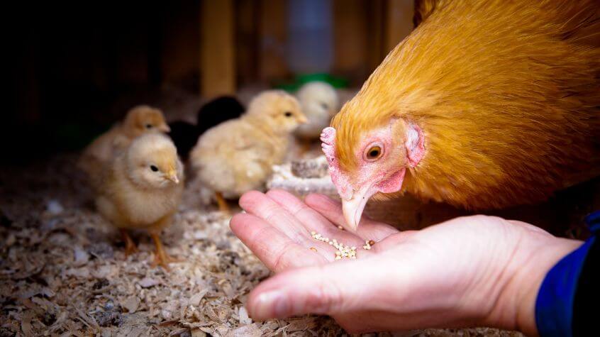 Backyard Chickens eating feed from owners hand