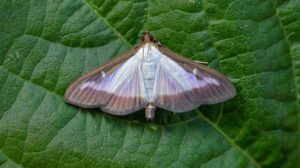 Box tree moth (Cydalima perspectalis) on green leaf