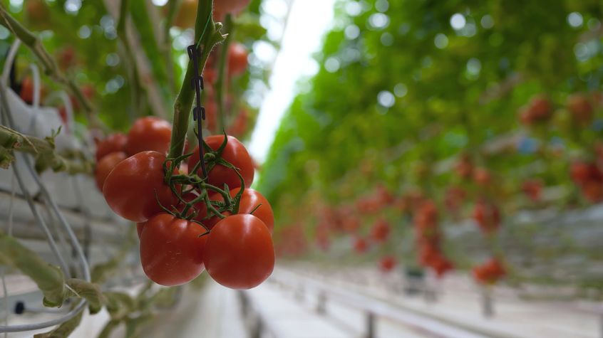 Tomatoes at Best Garden Centers Near Mendham for Different Needs