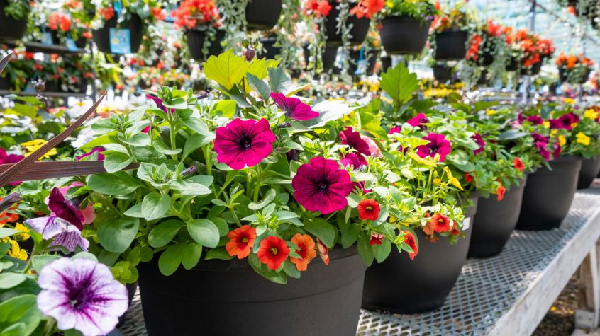 Potted flowers at Garden Centers Near Mendham