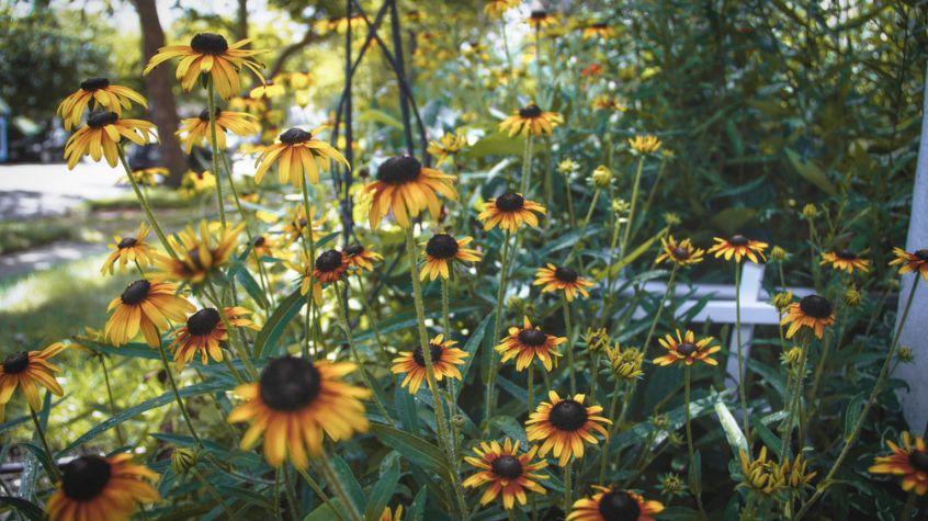 Popular NJ plants and flowers available at Best Garden Centers Near Mendham
