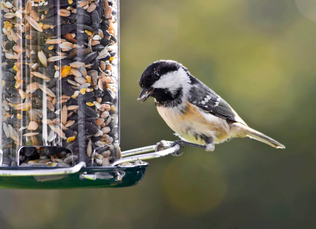 winter bird feeders