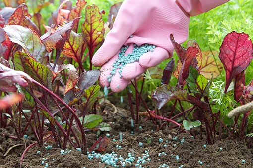 Fertilizing early garden