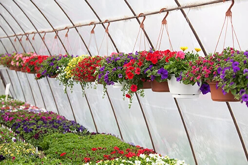 Hanging flower Baskets
