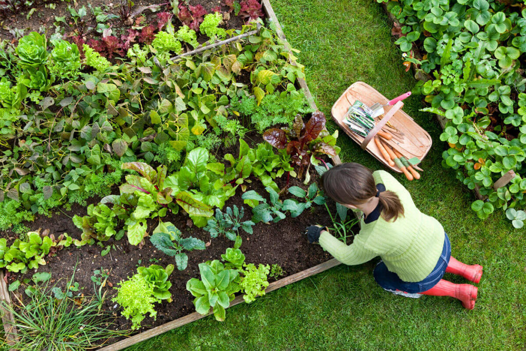 Where to buy vegetable seeds in NJ