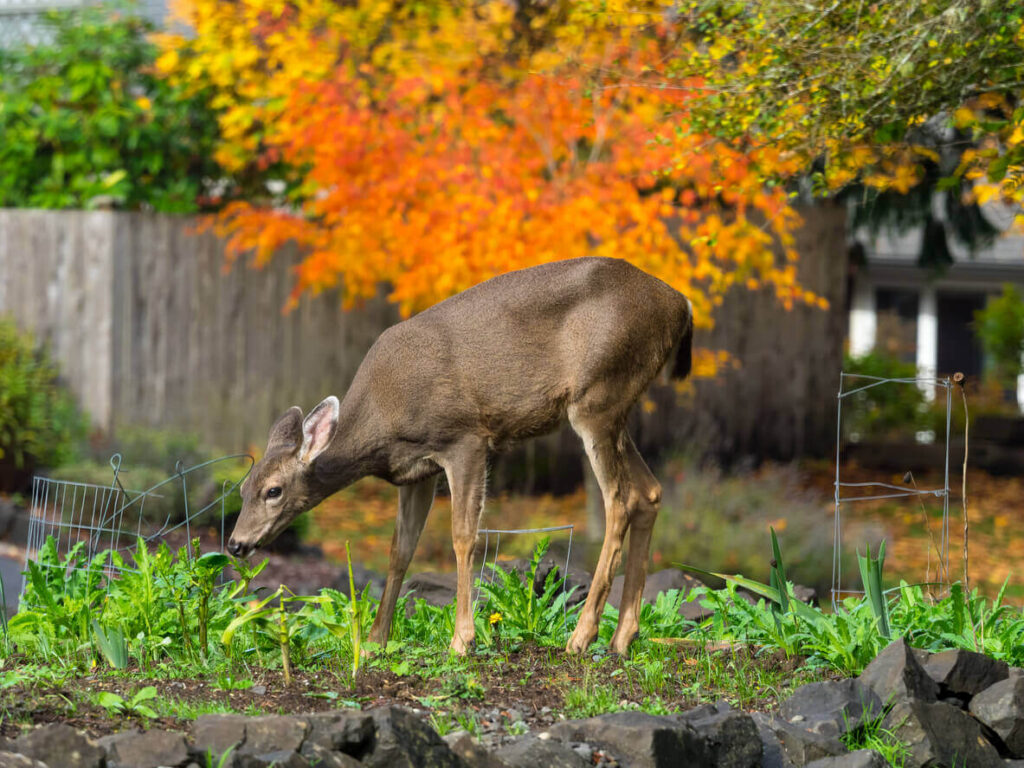 New Jersey Deer Control