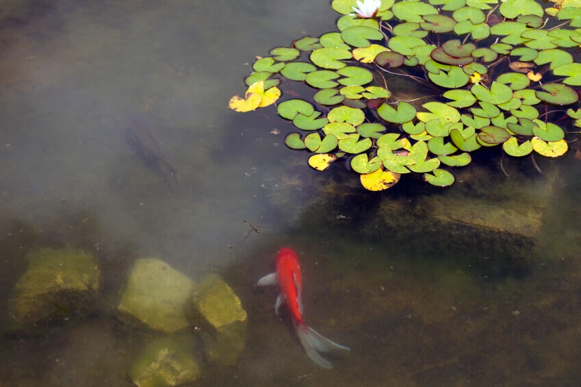 backyard pond supply store New Jersey
