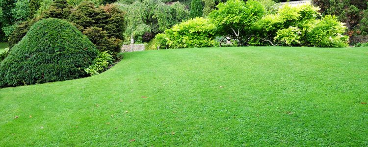 Lush healthy lawn with a great fertilizer program